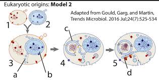 Check spelling or type a new query. The Evolution Of Cellular Compartmentalization Learn Biology