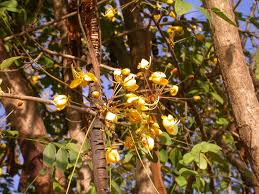 Image result for Cassia abbreviata