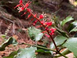 Image result for Helixanthera