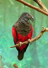 The best diet for birds has been a subject of debate for many years now. Pesquet S Parrot Psittrichas Fulgidus Exotic Birds