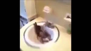 i get up rabbit in sink youtube