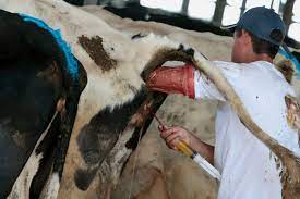 The Meat Industry's Bestiality Problem – The Animals Voice