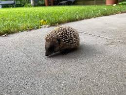 Die augen sehen normal aus, sieh stehen halbkugelförmig nach außen. Junger Igel Im Garten Was Tun Tiere