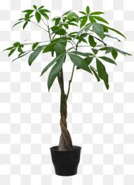 Most relevant best selling latest uploads. Potted Plant Png Potted Plant Cartoon Potted Plant Vector Potted Plant Drawing Potted Plant Black And White Potted Plants Black And White Watering A Potted Plant Potted Plant Graphic Types Of Potted Plants Holiday Potted Plants Cartoon Potted Plant