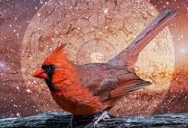 Don't start with sounding like a gender. Seeing A Cardinal The Powerful Spiritual Meaning Message