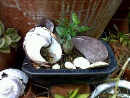 Image result for Fockea angustifolia