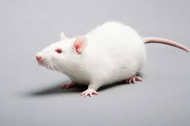 Remarkable 36 Lifespan Extension In Female Mice When Given Ovary Transplant Methuselah Foundation