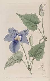 Image result for Thunbergia racemosa