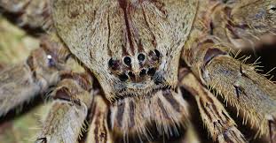 The cats face is like:i made u cornflakes! Huntsman Spider Large Enough To Frighten A Cat Jumped On A Window The Rainforest Site News