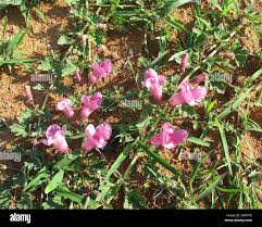 Image result for Dicerocaryum eriocarpum