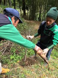たけのこを椿の葉でアク抜きする方法 Takahirosuzuki Com