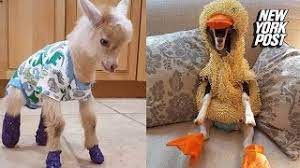These Goats Are Dressed Up In Adorable Costumes For Their Healing Process Youtube