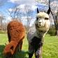 My Pet Alpaca event image