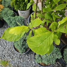 Image result for Magnolia × soulangiana