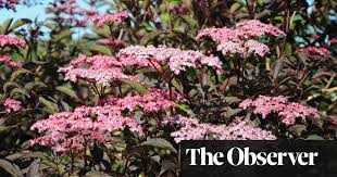 Check spelling or type a new query. Elderflowers The Essence Of British Summertime Gardening Advice The Guardian