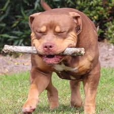 Designer Bullies Australia