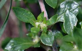 Image result for Alternanthera caracasana