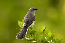 Discover their unique talents and learn how to keep them out of your bird feeders. To Kill A Mockingbird The Gathering Place