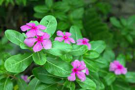 Check spelling or type a new query. 26 Flowers That Bloom All Year Round Permanent Flowering Plants