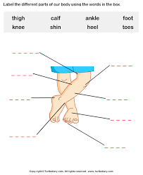Our content is free and easy to download and use. Body Parts Worksheet Worksheet Turtle Diary