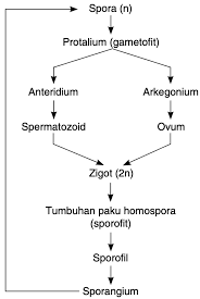 Check spelling or type a new query. Buatlah Skema Metagenesis Lycopodium Clavatum Mas Dayat