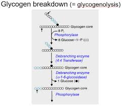 Or are they being used simultaneously? Week 7 Insulin And Glucagon Biochem Flashcards Memorang
