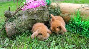 Allevamento Conigli Nani La Casa Dei Nani Home Facebook