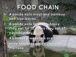 Based on information from the smithsonian institution, pandas eat primarily bamboo. Giant Pandas By Shawn Sebastian