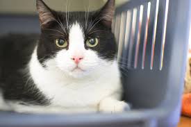 Although less common than other forms of cancer in the cat, colon cancer does occur. Anal Gland Cancer In Cats Symptoms Causes Diagnosis Treatment Recovery Management Cost