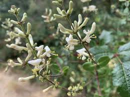 Image result for Lonicera