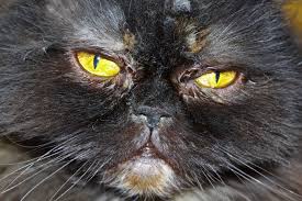 I don't feel prepared at all! Pets Lazy Cat Pentaxforums Com