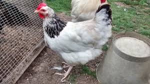 Check spelling or type a new query. Two Light Sussex Hens For Sale Ashford Kent Pets4homes