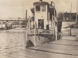 Image result for Lintonia