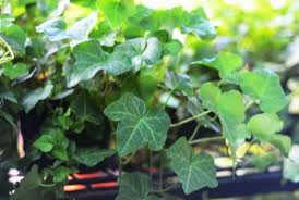 Dark green, shiny, kidney to heart shaped, and can vary in size.(b) flower: 13 Different Types Of Ivy Plants With Pictures Conserve Energy Future