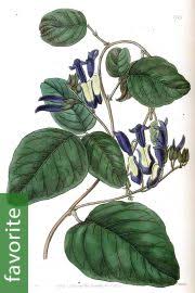 Image result for Calopogonium mucunoides