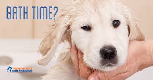 He won't be scared when he sees the shampoo come out. When Should I Bathe My Dog Positive Pets Dog Training