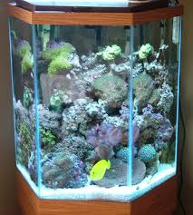 We thrive to make sure our customers have what they need when they need it at a price everyone can afford! My Latest Salt Water Setup Reef Central Online Community Hexagon Fish Tank Fish Tank Saltwater Fish Tank
