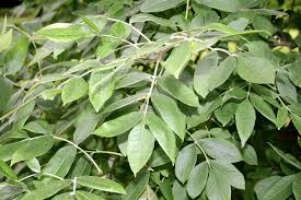 Image result for Oleaceae
