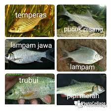 We did not find results for: Pembekal Pekasam Ikan Kering Postingan Facebook