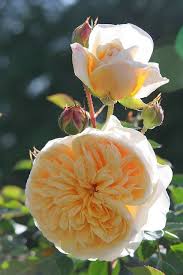 Teasing Georgia Climbing Rose A Great Rose Amazing Flowers Flowers Climbing Roses