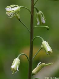 Image result for Smithia erubescens