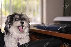 We did not find results for: Very Very Cute Parti Colored Black And White Female Havanese Stock Photo Picture And Royalty Free Image Image 108996758
