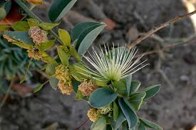 Image result for Maerua edulis