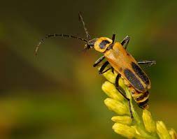 Check spelling or type a new query. Maryland Biodiversity Project Goldenrod Soldier Beetle Chauliognathus Pensylvanicus