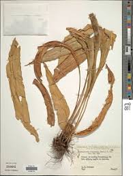 Image result for Elaphoglossum aubertii