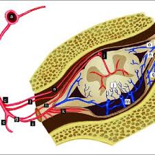 You may also be asked to recognize the type of the plant given in the slide e.g. Illustration Of Sdavf At Lower Thoracic Level Arteries Are Labeled Download Scientific Diagram
