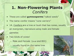 Maybe you would like to learn more about one of these? The Plant Kingdom Sol 5 5 Kingdoms Of Living Things Ppt Download