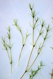 Image result for Najas marina