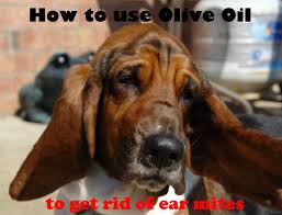 Mineral oil is better than olive oil for treatment of ear mites in cats and dogs, it can be used to clean the ear and it also kills mites. How To Use Olive Oil To Get Rid Of Ear Mites Fast At Home Pethelpful By Fellow Animal Lovers And Experts