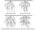 Four types of root architecture that are likely to result in ...